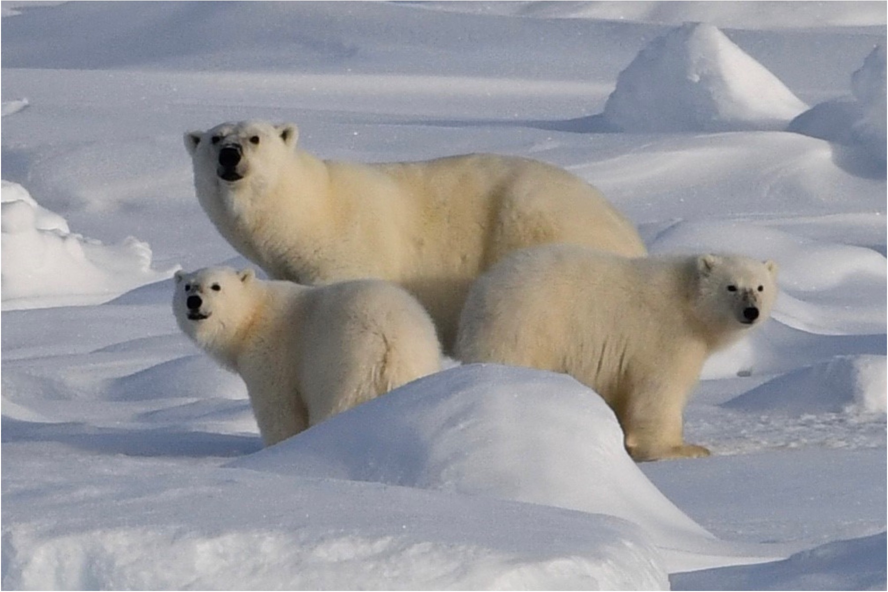 PeCaBeauPolar bear west of Banks Island