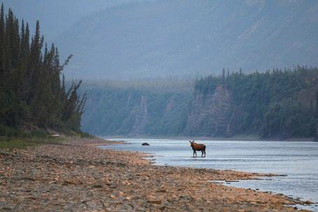 ©Frederieke Miesner Peel river elch 4 3