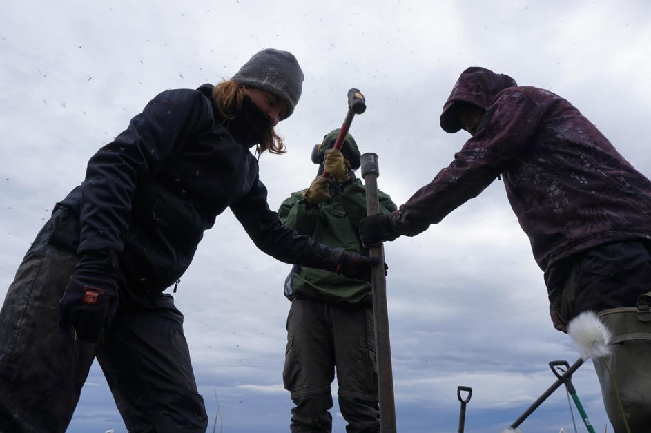 "Gustav's coring method" ©Justus Gimsa Picture4 4