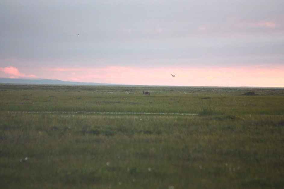 Sunset wolf. ©Justus Gimsa Picture4 6